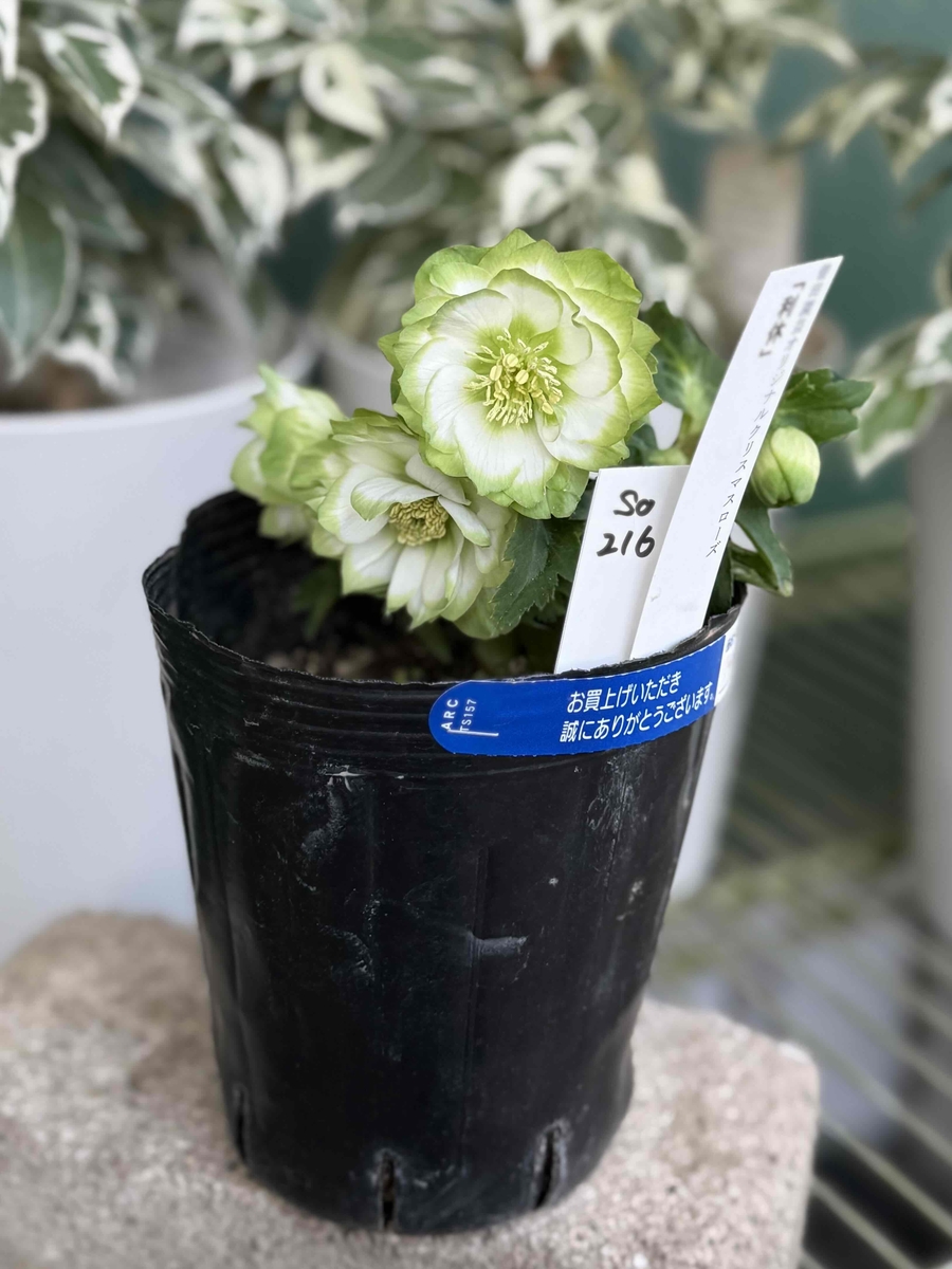 ○8時だよ）利休【So216】 | グリーンホビー