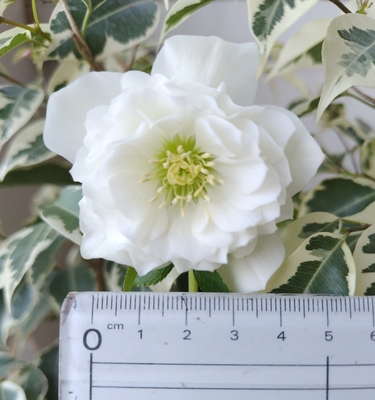  ●８時だよ　レフレール系　【ws66】　※蕾無し