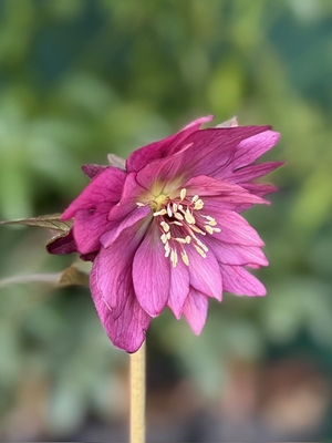 ●８時だよ）紅（べに）【Wa93】