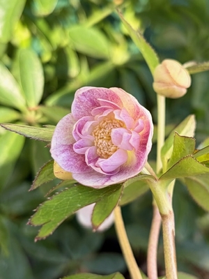 いろはdd【Og201】