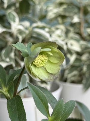 ●８時だよ）ムルチフィダス系【Ta49】　※蕾なし