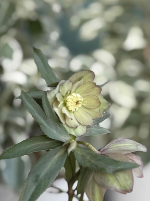 デュメトルム系【Ta48】