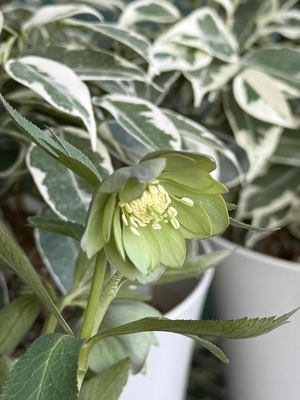 ●８時だよ）デュメトルム系【Ta47】