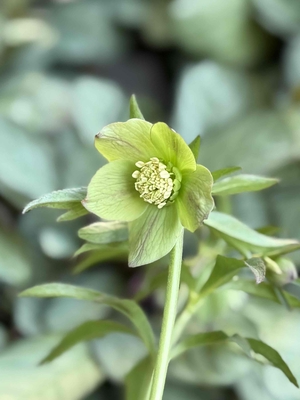 ●８時だよ） ムルチフィダス系【Ta46】