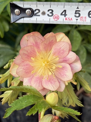 ●８時だよ）いろはdd【Og205】