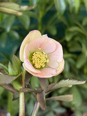 ●８時だよ）ポーセリンhyb【Og203】