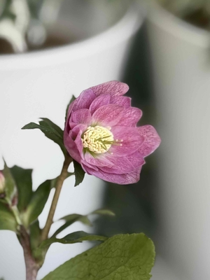 ●８時だよ）姫小町dd【So217】 