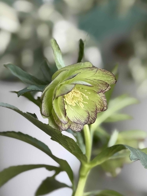 ●８時だよ）デュメトルム系【Ta50】