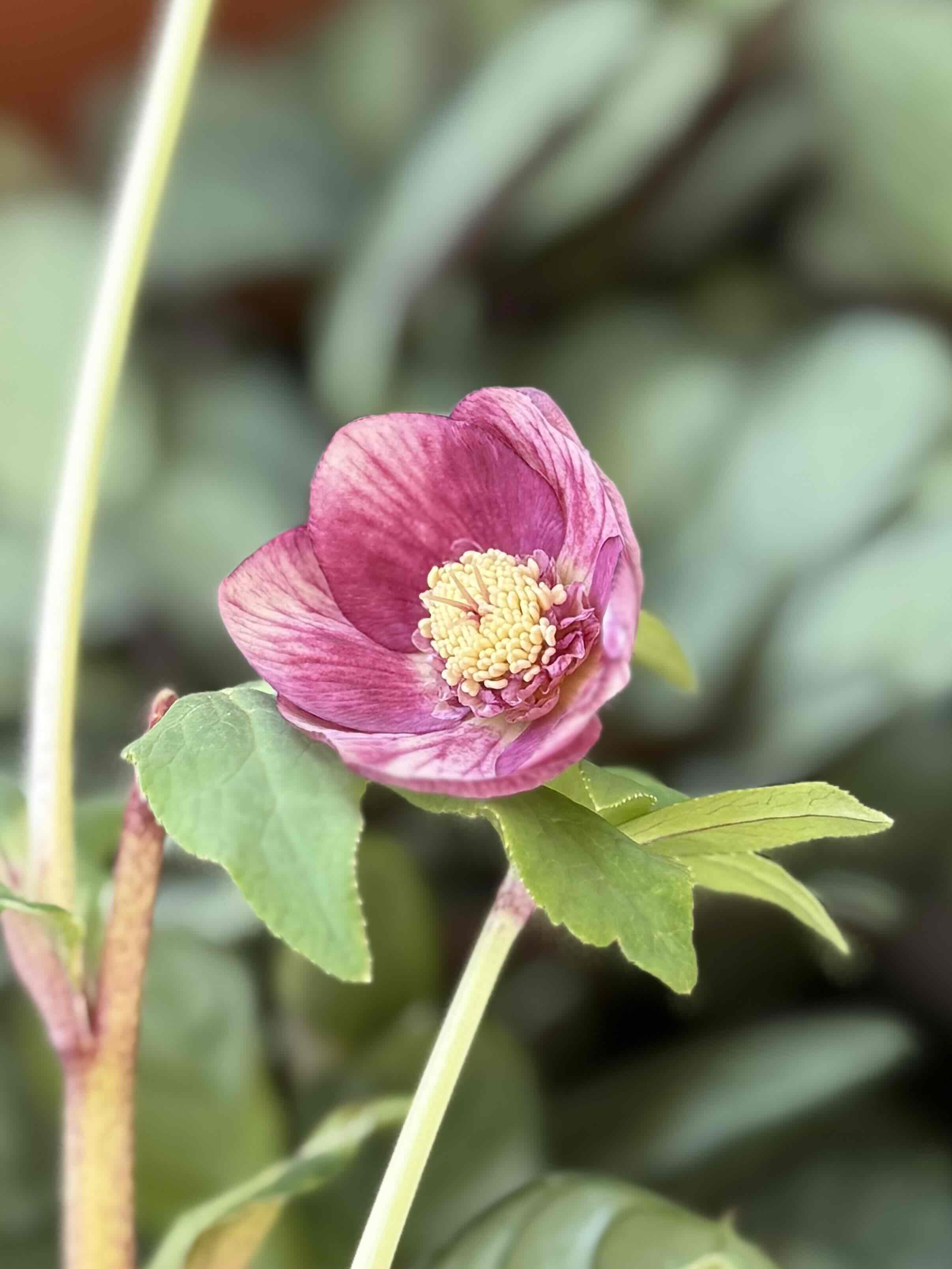 ソレイユsd小輪系【Hi216】 | グリーンホビー