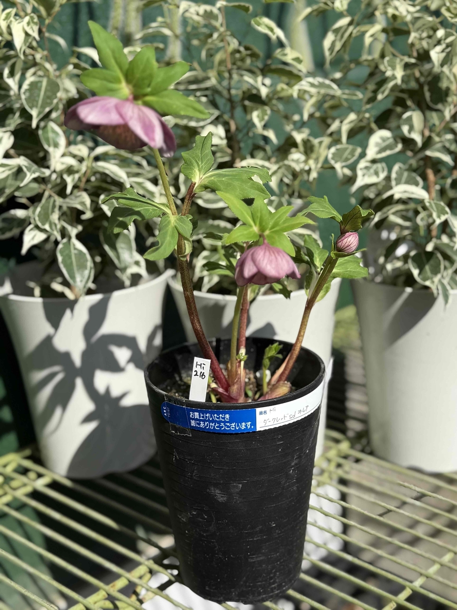 ソレイユsd小輪系【Hi216】 | グリーンホビー