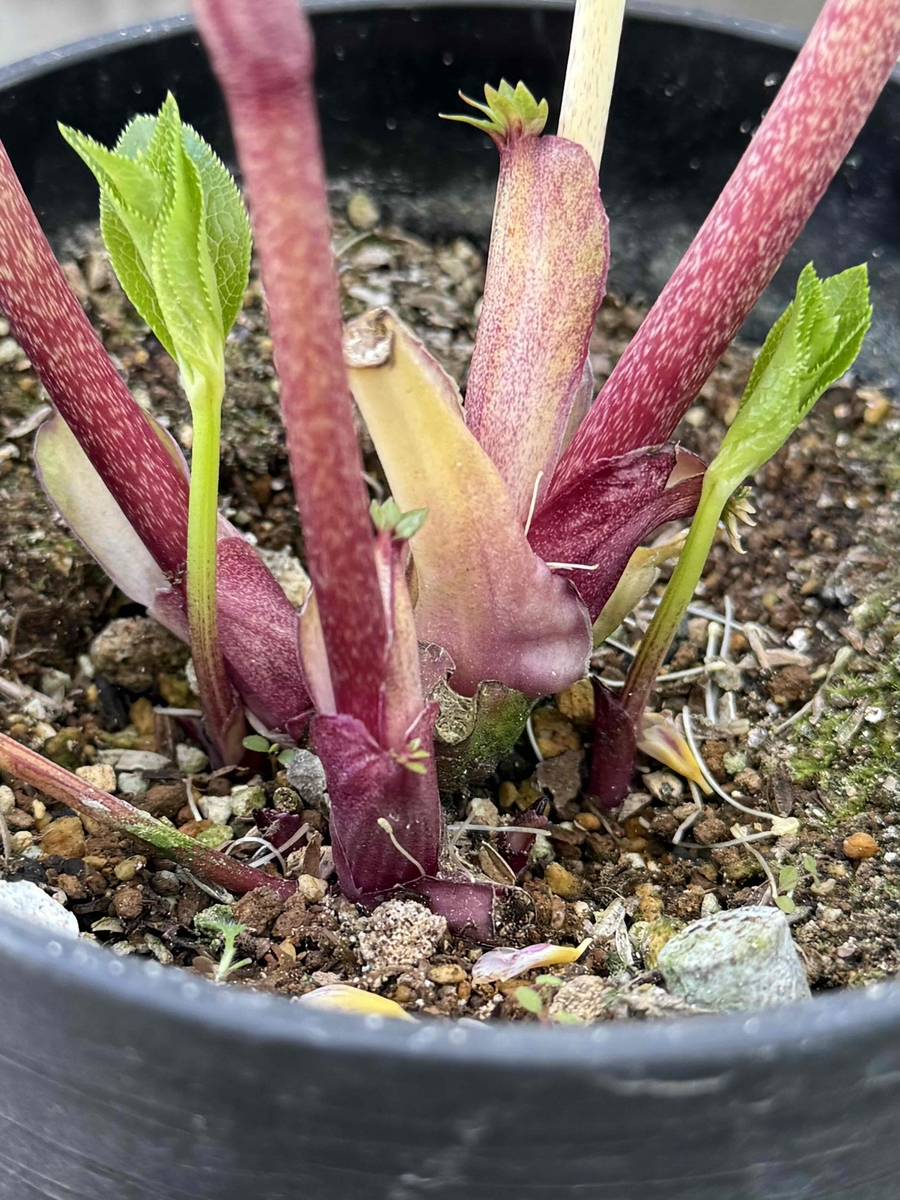 ソレイユsd小輪系【Hi216】 | グリーンホビー