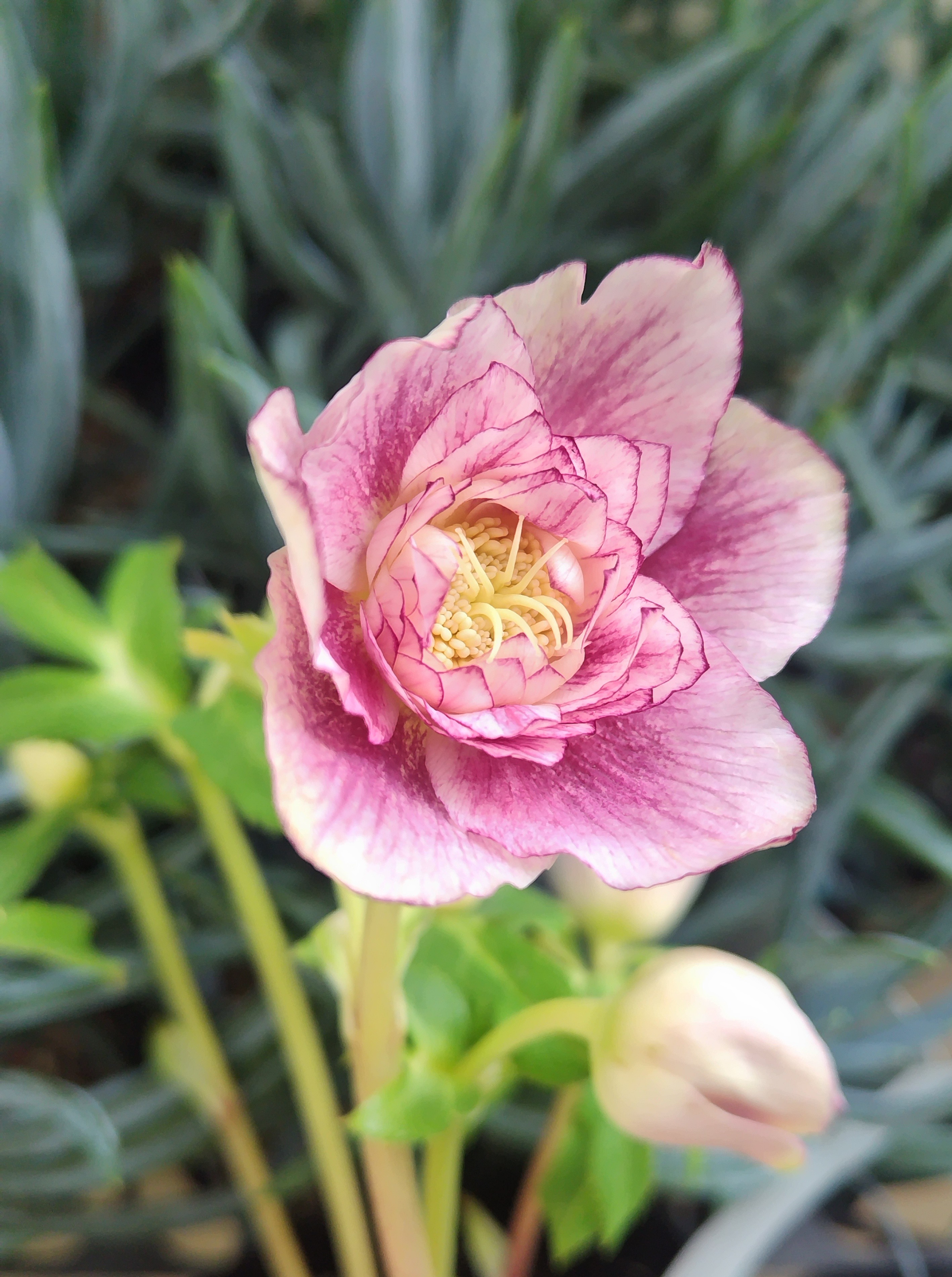 ピンクソレイユdd【Hi220】 | グリーンホビー