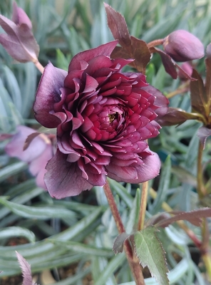 広瀬園芸さんのクリスマスローズ | グリーンホビー