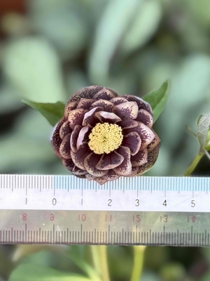 広瀬園芸さんのクリスマスローズ | グリーンホビー