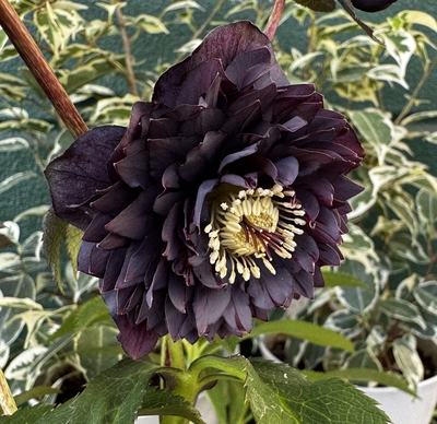 広瀬園芸さんのクリスマスローズ | グリーンホビー