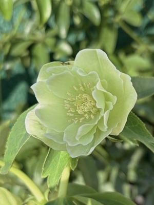 デュメトルム系【Ta42】ホワイトリップ