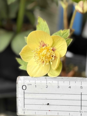 デュメ系オーレア【og208】