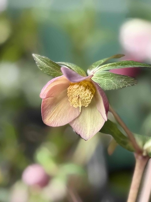 プルプラ系オーレア【og209】