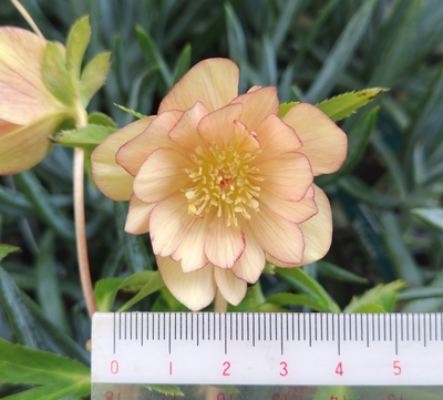 フジタdd【og207】