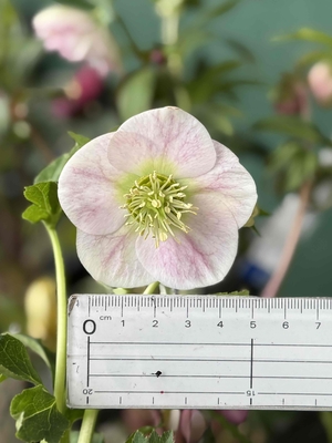 パステリッシュストレイン【YA27】　