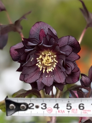 広瀬園芸さんのクリスマスローズ | グリーンホビー