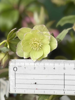 デュメトルム系【Ta53】ホワイトリップ