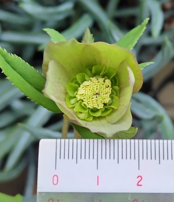 広瀬園芸さんのクリスマスローズ | グリーンホビー