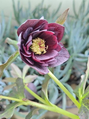 広瀬園芸さんのクリスマスローズ | グリーンホビー