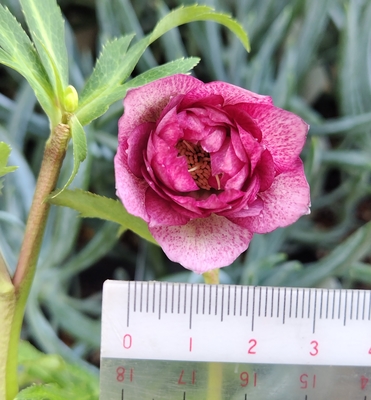 広瀬園芸さんのクリスマスローズ | グリーンホビー