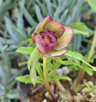 広瀬園芸さんのクリスマスローズ | グリーンホビー