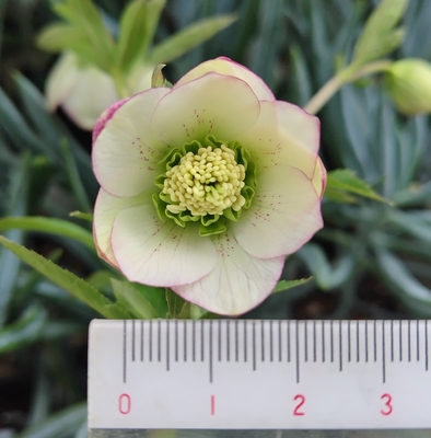 ムルチ系ヒデコートhyb【og211】