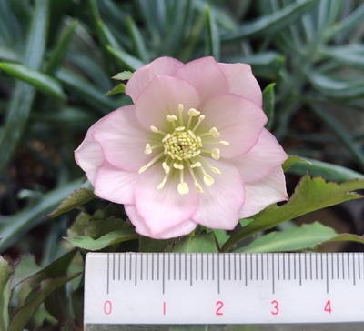 プルプラ系【og212】