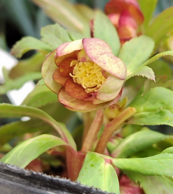 大木ナーサリーさんのクリスマスローズ | グリーンホビー