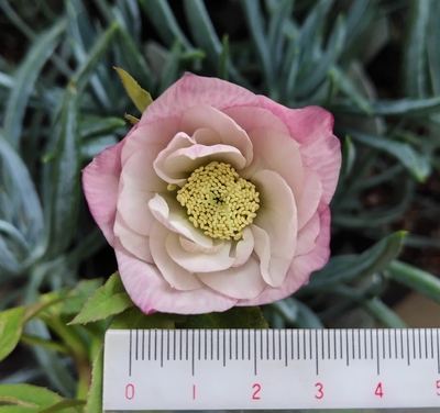 クリスマスローズ | グリーンホビー