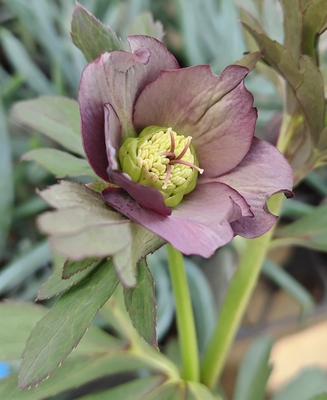 クロアチカス系【Ta60】