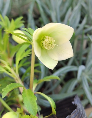 New　姫小町【So190】小輪多花の新品種