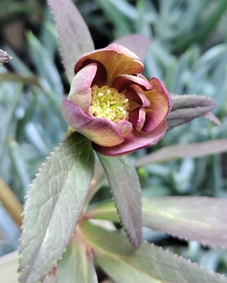 アトロルベンス系【Ta56】