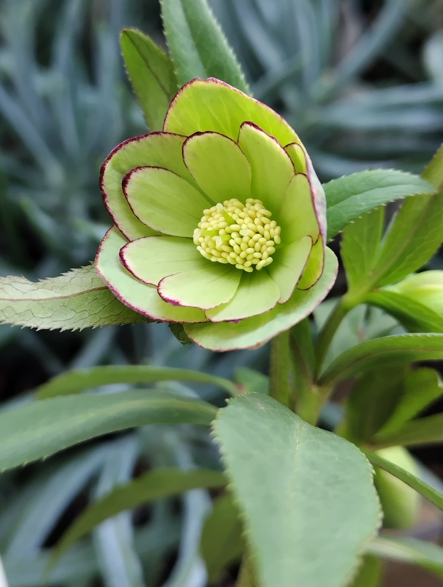 デュメトルム系【Ta57】 | グリーンホビー