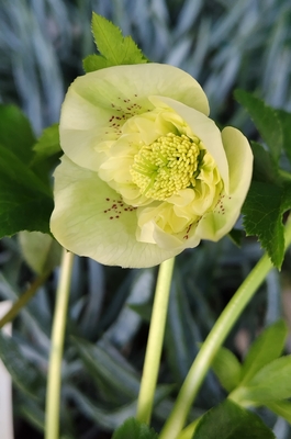 クリームバイカラースポット前向きラージネクタリー【So28】　