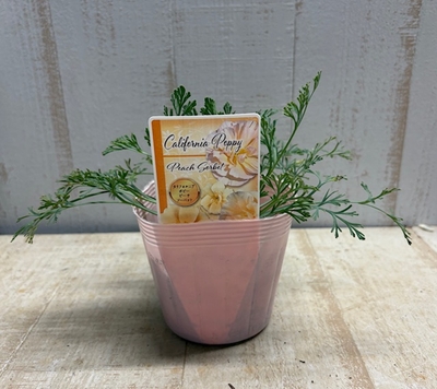 レア）カルフォルニアポピー　ピーチソーベット