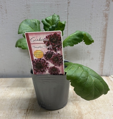 スカビオサ　 ボジョレーボンネット