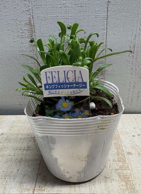 キングフィッシャーデージー （フェリシア ベルゲリアナ） | グリーン