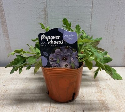 ポピー　アメージンググレイ