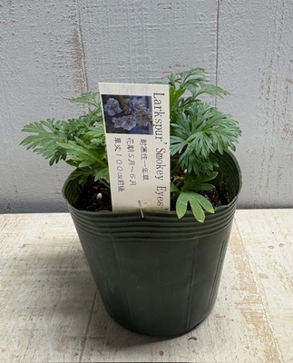 ラークスパー＜八重＞スモーキーアイズ