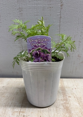 ラークスパー＜八重＞アールグレイ 