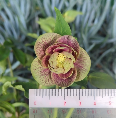 クリスマスローズ | グリーンホビー