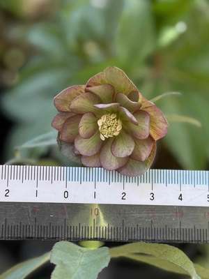 デュメトルム系【Ta62】