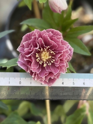 広瀬園芸さんのクリスマスローズ | グリーンホビー