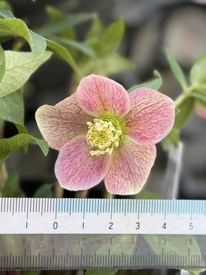 アンティークピンクssミストベインエッジ白ピコ【Hi213】