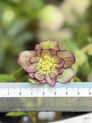 小輪系グリーンddエッジダークベイン【Hi226】